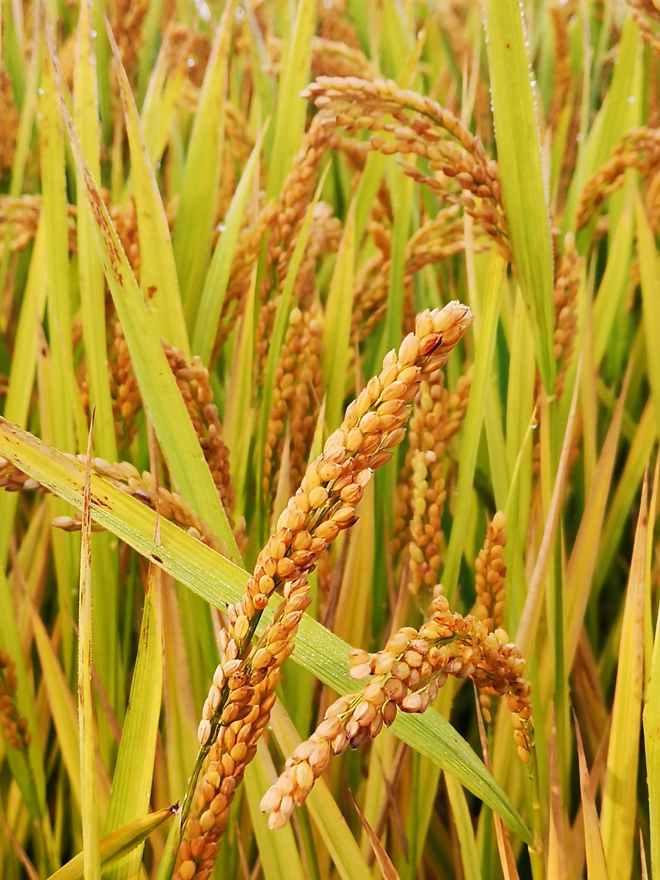 Paddy Crops VRM Bala Murugan Rice Mill